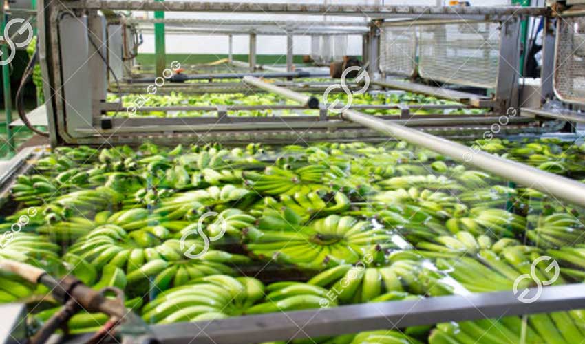 Tantangan Industri Pisang