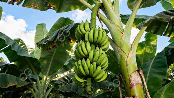 banana